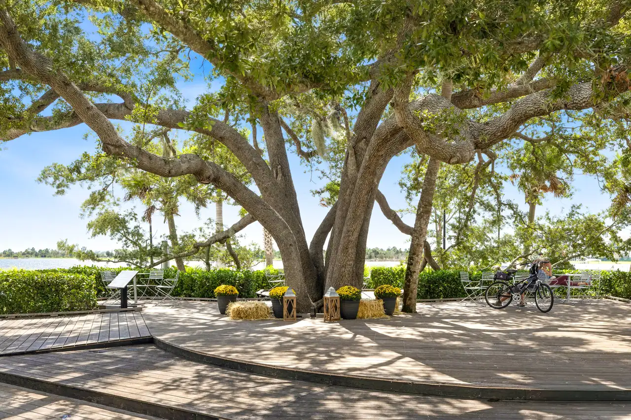 Spreading live oak branches shading a paved lakeside deck with benches in Wellen Park